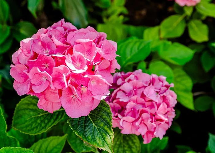 Bed And Apartman Zandvoort