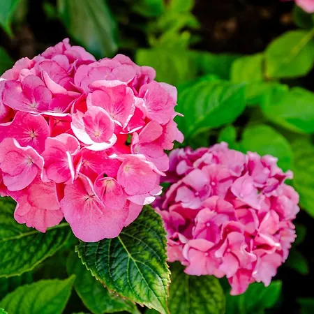 Bed And Daire Zandvoort